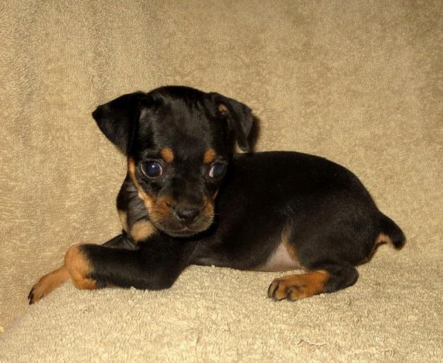 carlin pinscher for sale near me