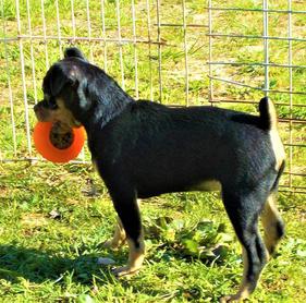 carlin pinscher for sale near me